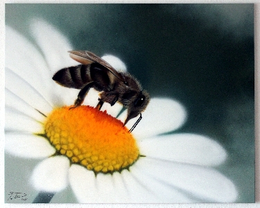 Fleissige Biene - 80 x 100 cm