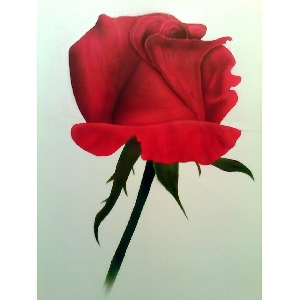 Rose - 20 x 20 cm