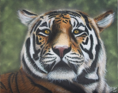 Tiger - 80 x 100 cm